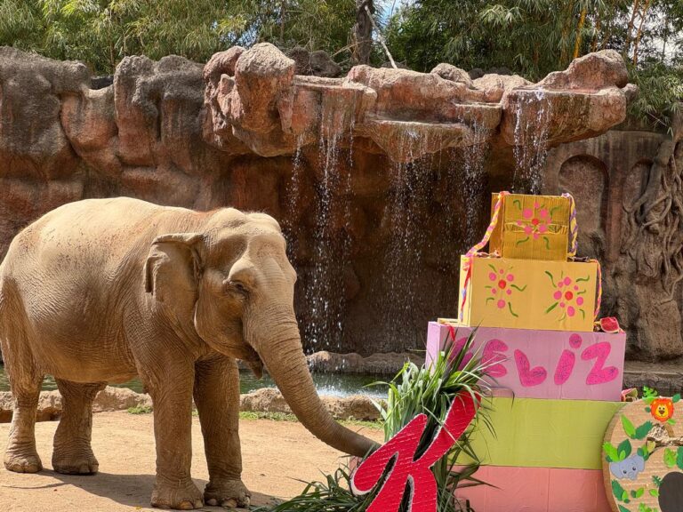 EL PARQUE ZOOLÓGICO NACIONAL LA AURORA, CELEBRÓ LOS 64 AÑOS DE TROMPITA CON MÚSICA, SORPRESAS Y EL CARIÑO DE LOS VISITANTES